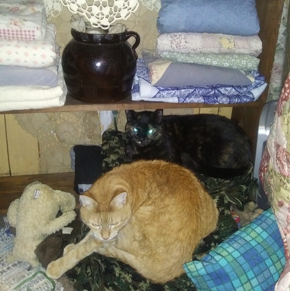 Meet your Posher, Taz - Picture 8 of 12